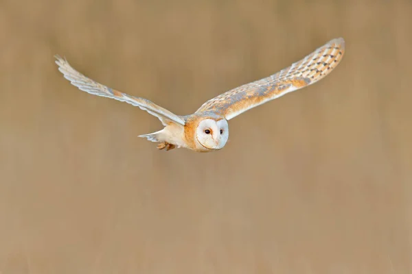 Hibou des clochers volant — Photo