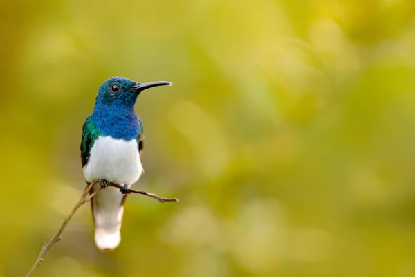Colourful hummingbird in nature — Stock Photo, Image