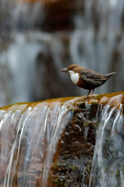 White-throated Dipper in waterfall — Stock Photo, Image