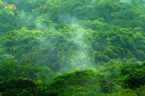 Floresta durante o dia chuvoso — Fotografia de Stock