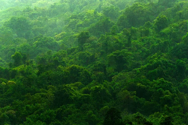 Floresta durante o dia chuvoso — Fotografia de Stock