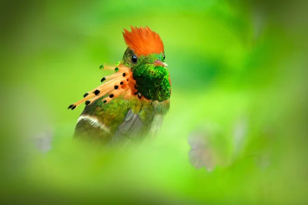 Kleurrijke kolibrie in de natuur — Stockfoto