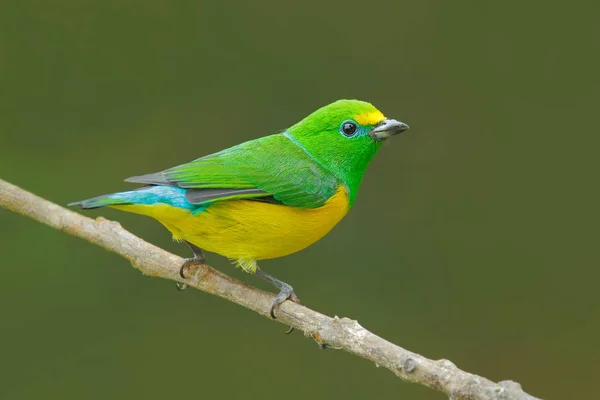 Chlorophonia cyanea Vogel in der Natur — Stockfoto