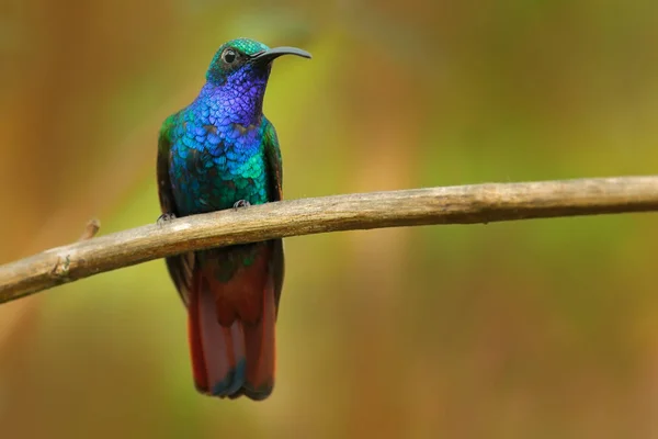 Beija-flor colorido na natureza — Fotografia de Stock