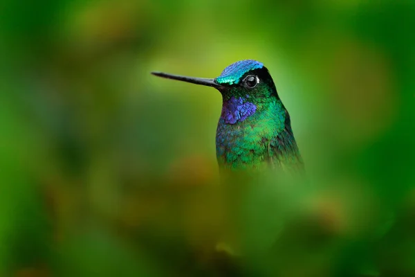 A természetben fényes kolibri — Stock Fotó