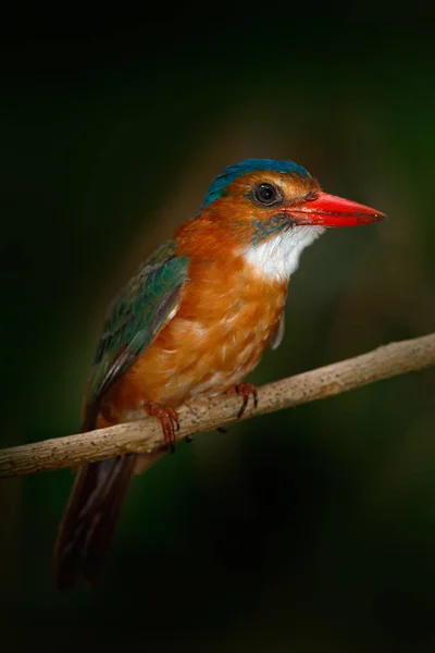 Rare exotic kingfishers — Stock Photo, Image