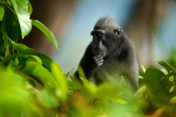 在森林中的野生猴子 — 图库照片