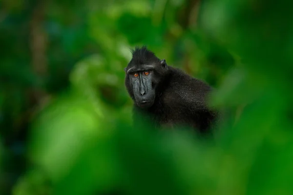 Mono salvaje en el bosque — Foto de Stock