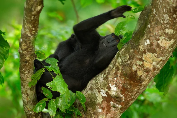 Erdőben vadon élő majom — Stock Fotó