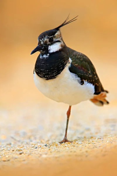 Northern Lapwingbird in nature — Stock Photo, Image