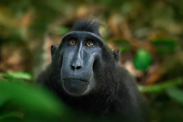 Wild zwarte aap — Stockfoto