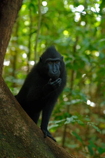 Wild black monkey in forest — Stock Photo, Image
