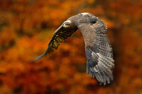Beautiful Eagle bird in fly — Stock Photo, Image