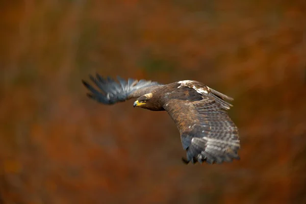 Красивая орлиная птица в мухе — стоковое фото