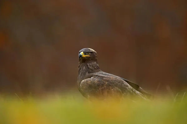 Steppe Eagle bird — Stock Photo, Image