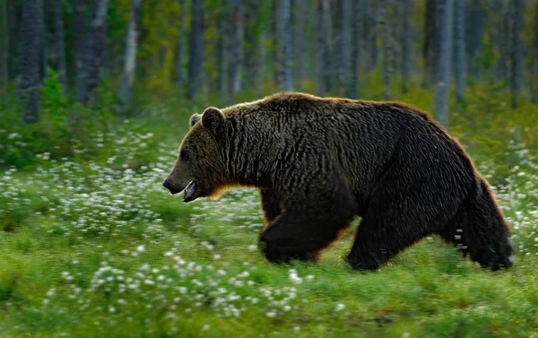 Urso castanho grande — Fotografia de Stock