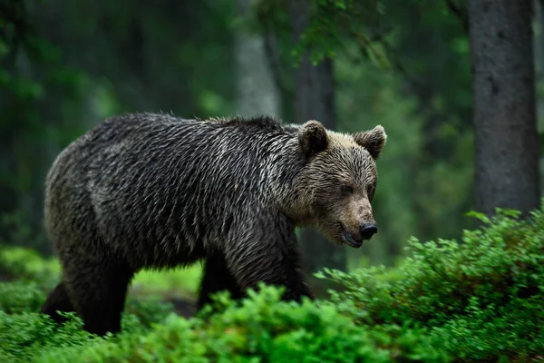 Urso castanho grande — Fotografia de Stock