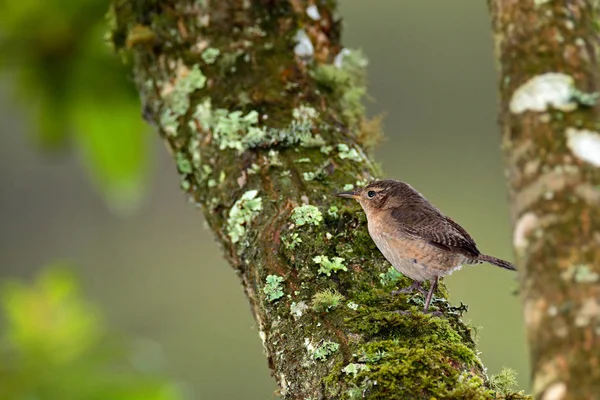 Pássaro Wren Bicolor — Fotografia de Stock