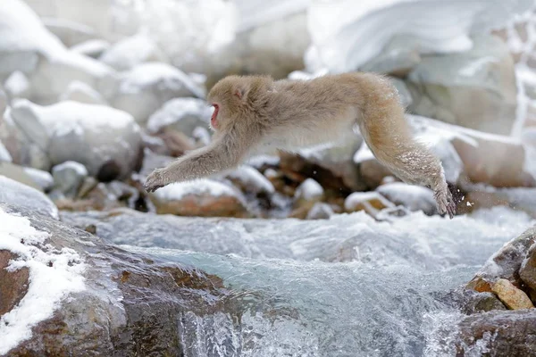 Red face monkey in water — Stock Photo, Image