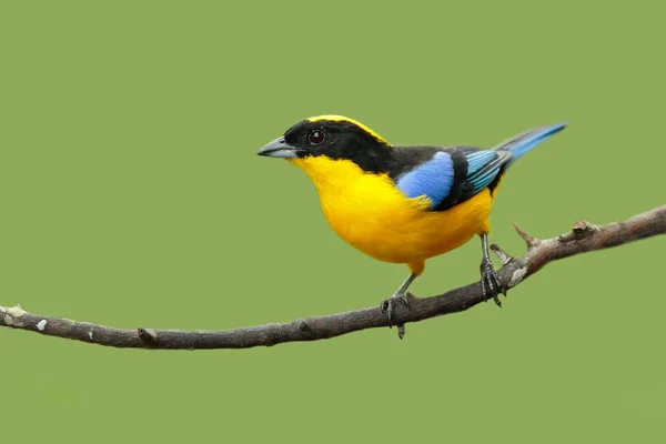 Pássaro-tanager-de-asa-azul — Fotografia de Stock
