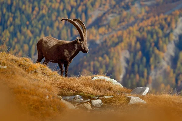 Antler Ibex alpino — Fotografia de Stock