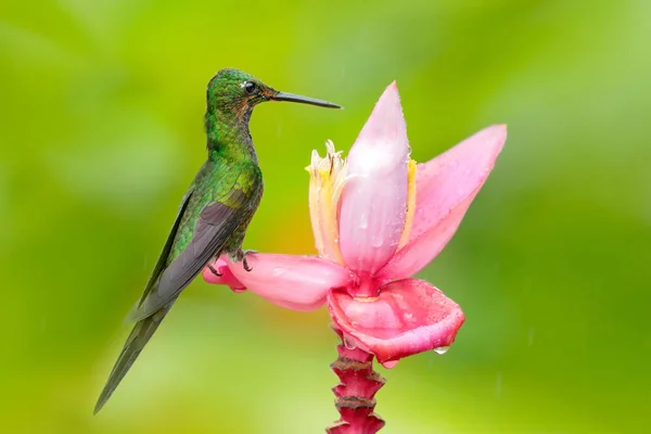 Зеленая колибри с цветами — стоковое фото
