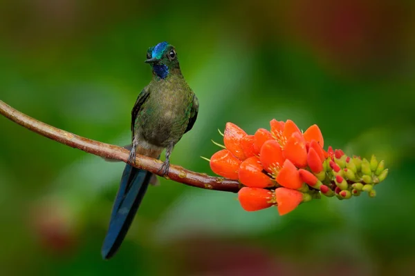 Hummingbird with flower — Zdjęcie stockowe