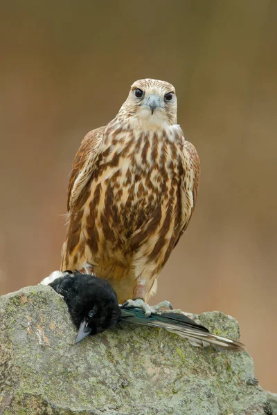 Saker falcon fågel — Stockfoto