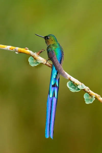 Colibrí brillante en la naturaleza —  Fotos de Stock