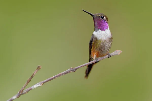 Hermoso colibrí en la naturaleza — Foto de Stock