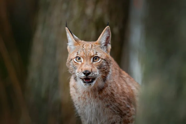 Lynx chat sauvage dans la forêt — Photo