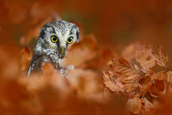 Boreale Eule im Herbstlaub — Stockfoto