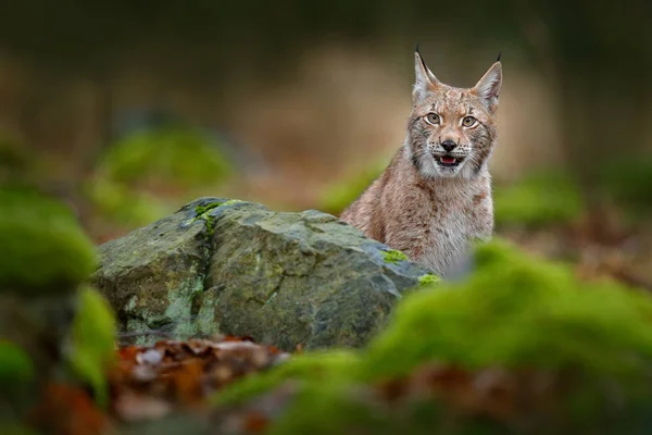 야생 고양이 숲에 살쾡이 — 스톡 사진