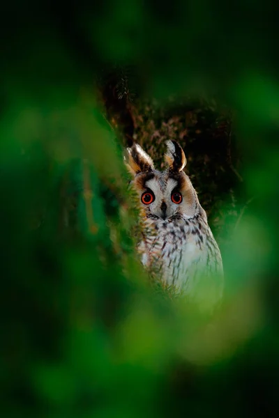 Gufo nascosto nella foresta — Foto Stock