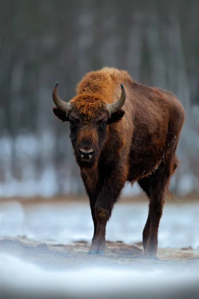 Bisonte europeu na floresta de inverno — Fotografia de Stock