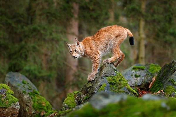 Kedi Lynx ormandaki — Stok fotoğraf