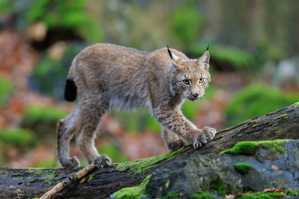 Gato Lynx na floresta — Fotografia de Stock