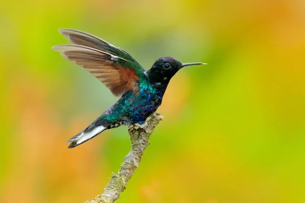 Glossy hummingbird in nature — Stock Photo, Image