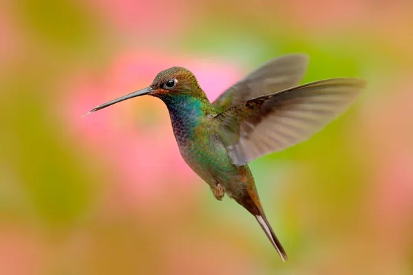 Flying hummingbird in nature — Stock Photo, Image