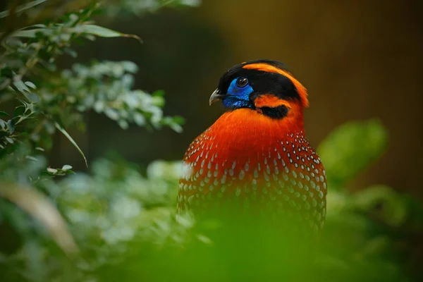 Екзотичні птахи Tragopan з Азії — стокове фото