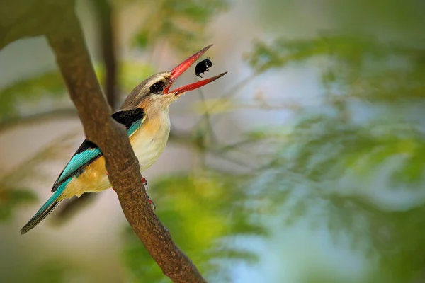 Καφέ-κουκούλα Kingfisher πουλί — Φωτογραφία Αρχείου