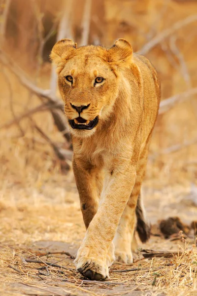 Krásný Lev v přírodě — Stock fotografie