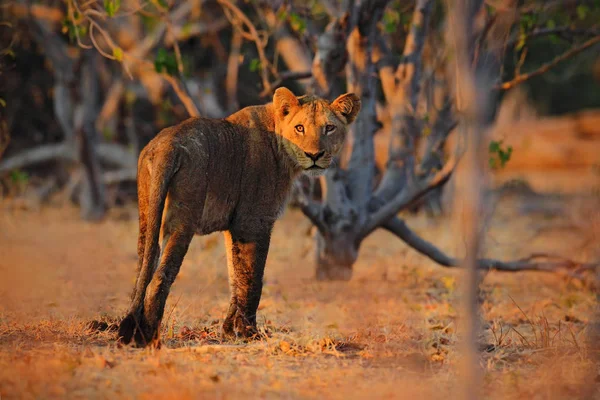 Schöner Löwe in Afrika — Stockfoto