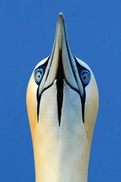 아름 다운 바다 물 새 — 스톡 사진