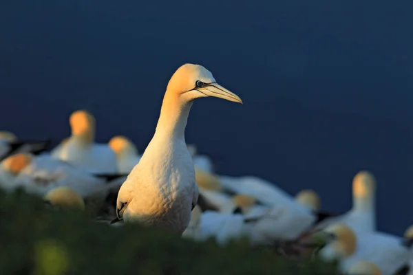 美しい海の水の鳥 — ストック写真