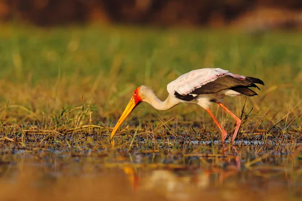 Vackra Ibis i naturen — Stockfoto