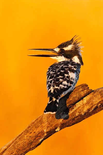 Eisvogel mit braunen Kapuzen — Stockfoto