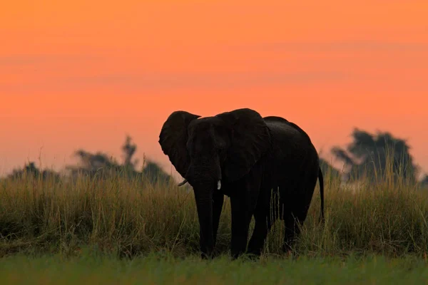 Grande elefano africano — Fotografia de Stock