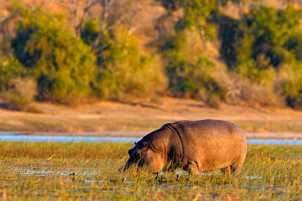 Selvaggio grande ippopotamo — Foto Stock