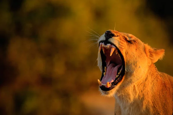 Piękny lew w przyrodzie — Zdjęcie stockowe